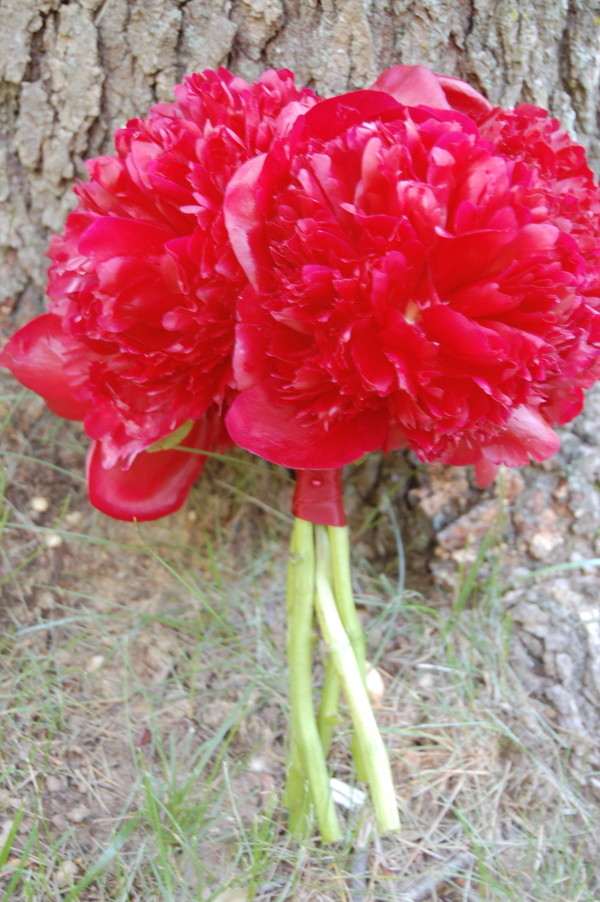 Red peony bridal bouquet