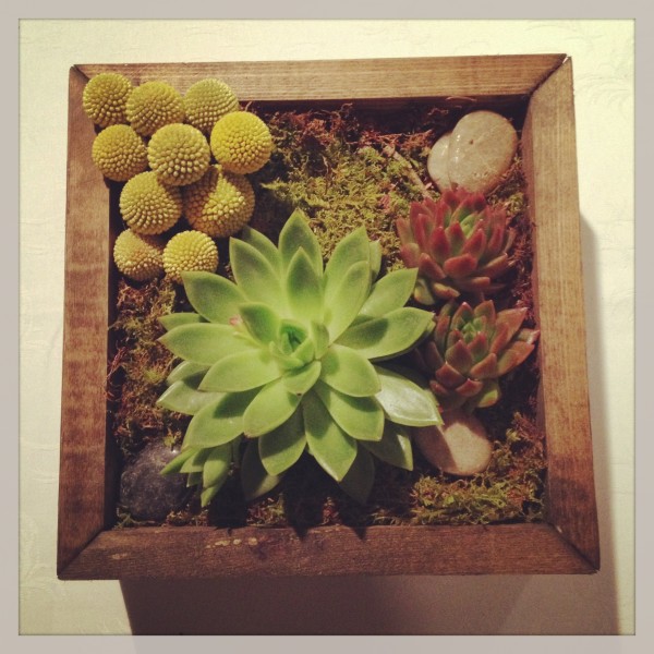 Reclaimed wood echeveria and billy ball box