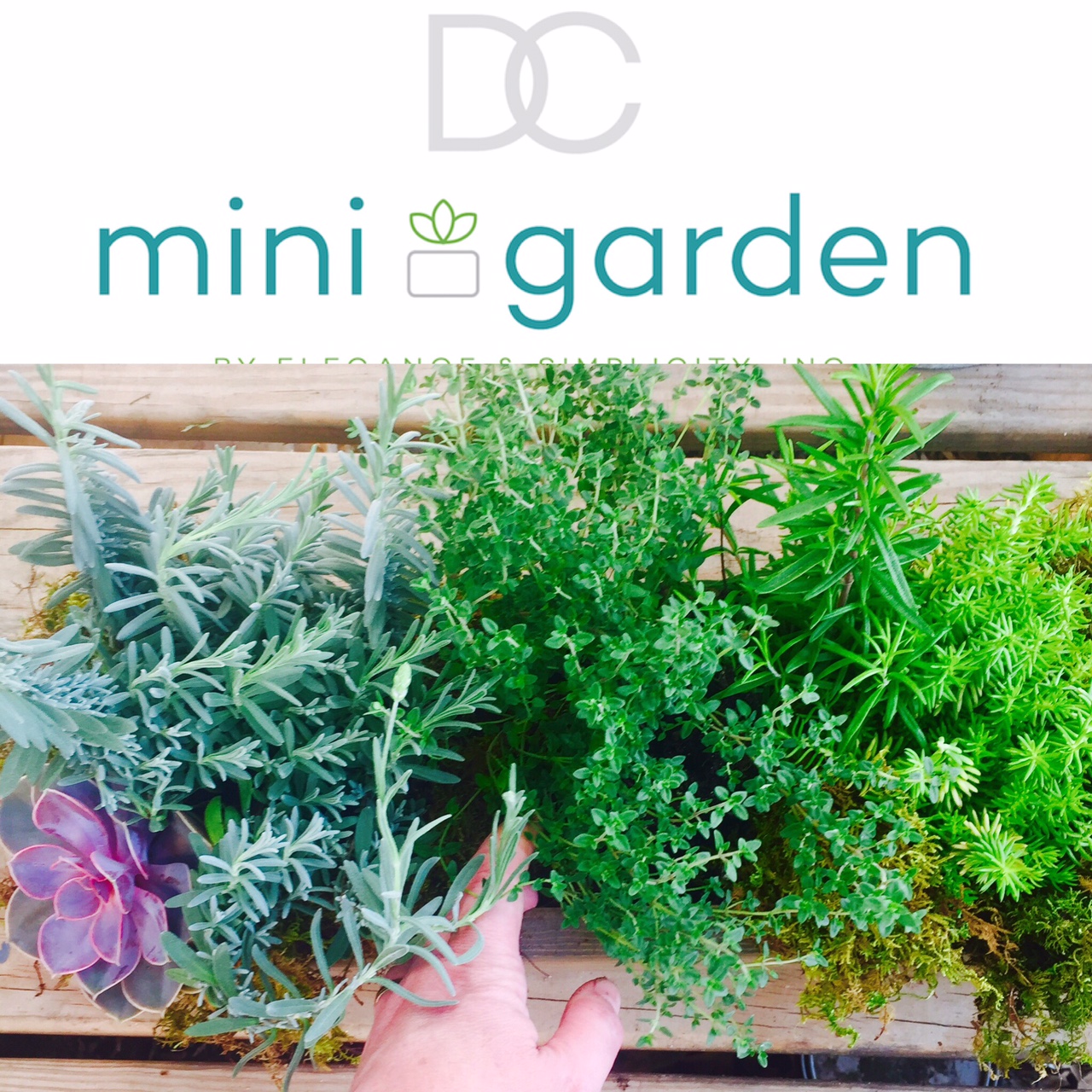 DC-Mini-Garden-Elegance-and-Simplicity-DC-Florist-Gifts-Natural-Floral-Design