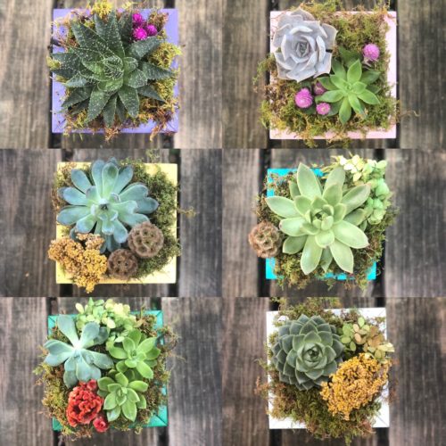 DC Mini Garden Custom Color Boxes